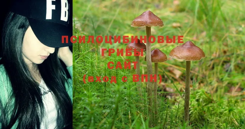 Галлюциногенные грибы MAGIC MUSHROOMS  Кувшиново 